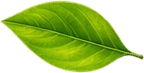 Floating Flora background asset