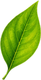 Floating Flora background asset