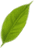 component 21